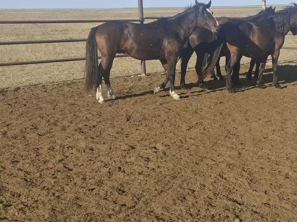 Koń, New Altai Horse