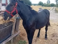 Kobila, Percheron — fotografija 5