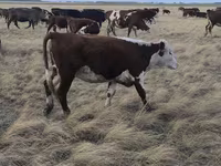 گاو ماده, Simmental cattle — عکس 5