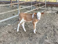 گاو ماده, Simmental cattle — عکس 5