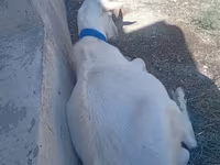 بز نر, Saanen goat — عکس 3