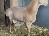 Koç, Arashan sheep — foto 7