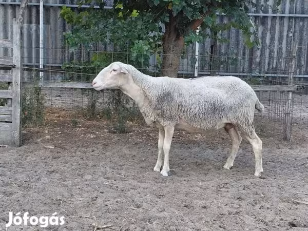 Pecora, Lacaune sheep