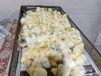 Chickens — foto 1
