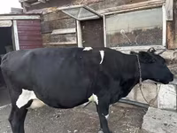 گاو ماده, Russian Black pied cattle — عکس 1