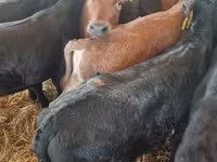 公牛, Limousin cow — 照片 6