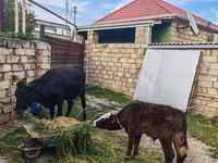 Vacă, Simmental cattle — foto 6