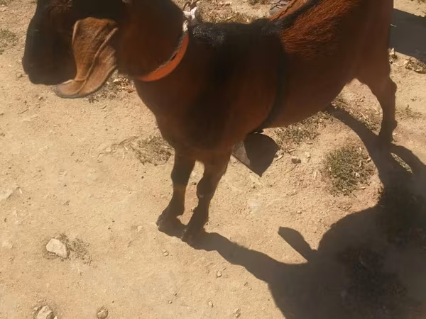 Caprone, Nubian Goat