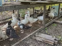 Ducks — عکس 4