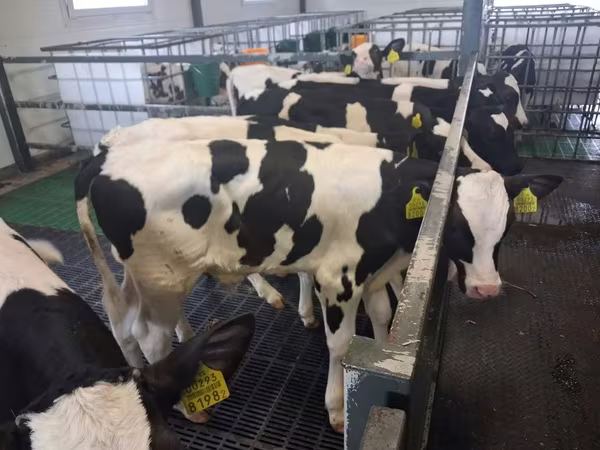 Bika, Russian Black pied cattle