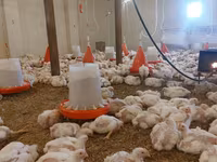 Chickens — تصویر 7