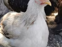 Pekin Bantam — foto 4