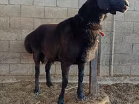 Beran, Arashan sheep — foto 1