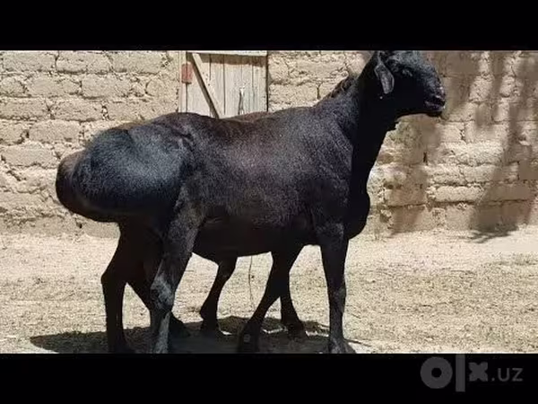 قوچ, گوسفند