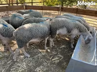 Ram, Schapen — foto 2