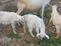 بکری, بکریاں — تصویر 7