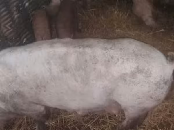 Porci (lot, sex nespecificat), Porci