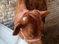 Lembu betina, Cattle — foto 1
