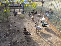 Ducks — Foto 8