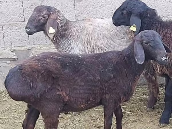 قوچ, گوسفند