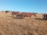 مادیان, Horse breed — عکس 2