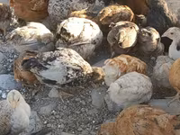 Chickens — รูปภาพ 1