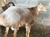 Koç, Rhon sheep — foto 1