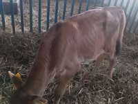 Bou, Bovine — foto 1