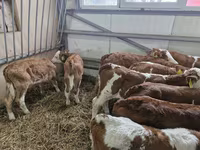 Goveda (partija, pol nije naveden), Simmental cattle — fotografija 2