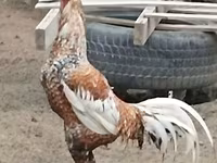 Czech Gold Brindled Hen — sawirka 1