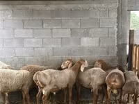 Вівця, Arashan sheep — фото 2