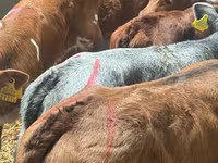 Cattle (batch, sex not specified), Cattle — photo 7