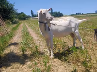 Ri’ dhaddig, Saanen goat — sawirka 4