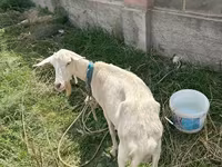 Koza, Alpine goat — zdjęcie 3