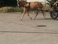 母马, Hungarian horse breed — 照片 5