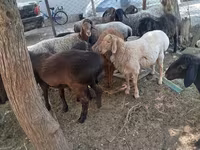 Carneiro, Arashan sheep — foto 2