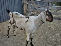 Теке, Nubian Goat — 3-сурет