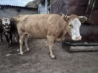 วัวตัวเมีย, Latvian Blue cattle — รูปภาพ 1
