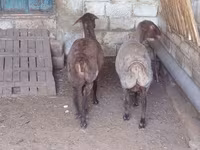 بھیڑ, بھیڑیں — تصویر 2