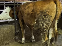 பசு, Swiss cattle — புகைப்படம் 1