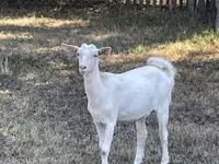 Koza, Saanen goat — fotografija 3