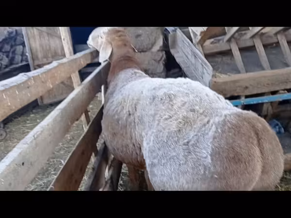 Ram, Arashan sheep — Kyrgyzstan