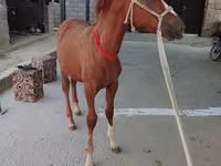 Kuda jantan, Horses — foto 2