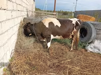 Krava, Simmental cattle — foto 2