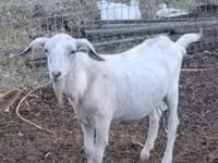 Billy Goat, Goats — photo 3