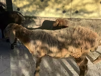 Ovce, Arashan sheep — foto 2