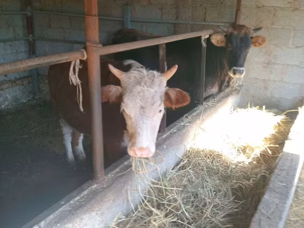 母牛, Simmental cattle