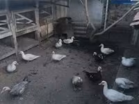 Ducks — รูปภาพ 2