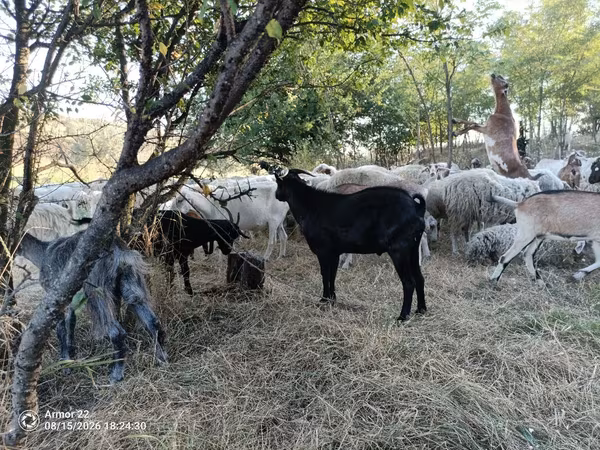 Buk, Murcia-Granada goats