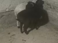 Oi (lot, sex nespecificat), Oi — foto 4